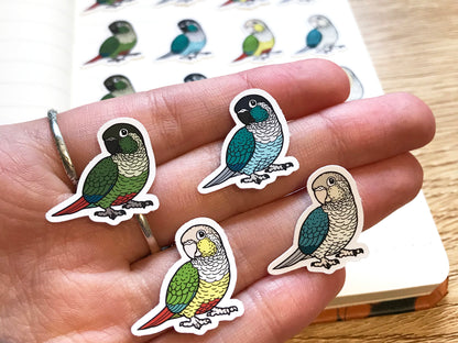 Mixed Green-Cheeked Conure Mini Sticker Pack (20 pack)
