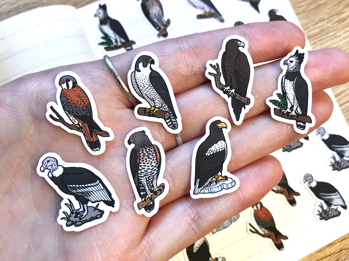 List of Birds - Birds Of Prey - Sticker