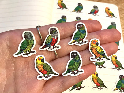 Mixed Conure Mini Sticker Pack (20 pack)