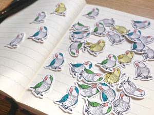 Mixed Quaker Parrot Mini Sticker Pack (20 pack)